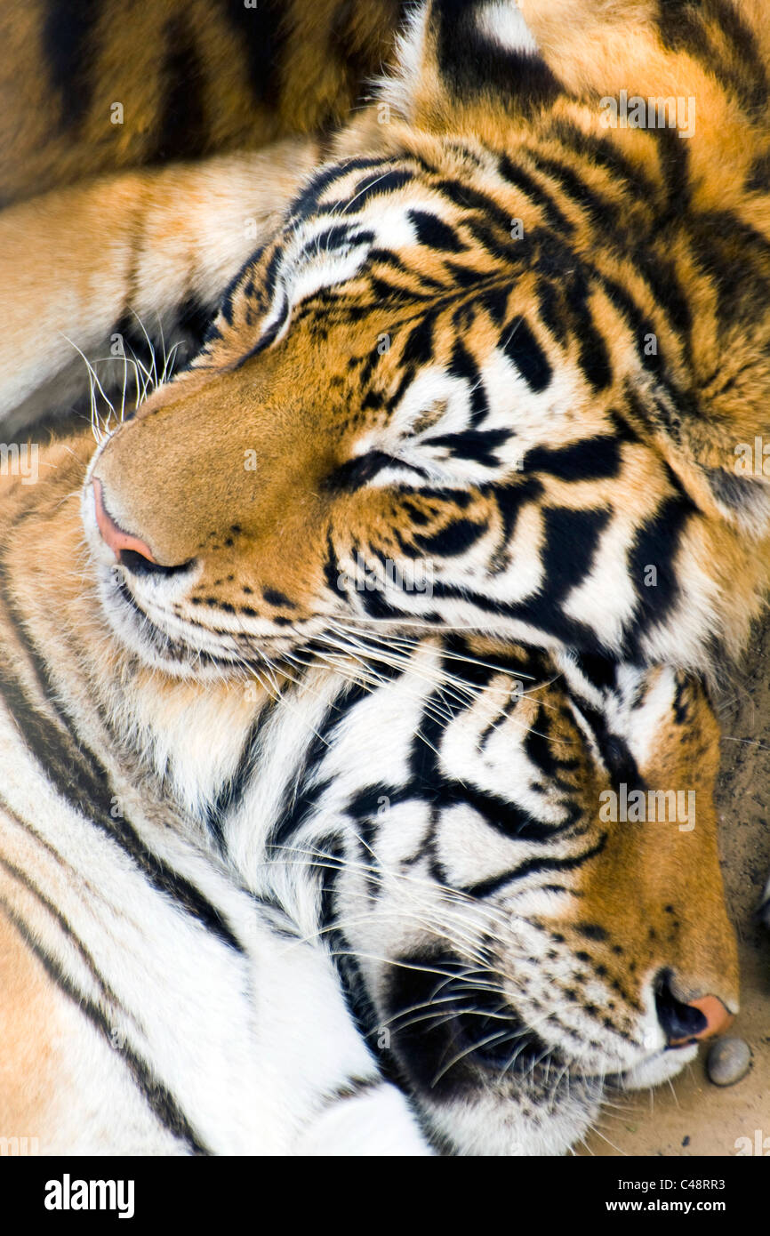tiger  in Beijing zoo Stock Photo