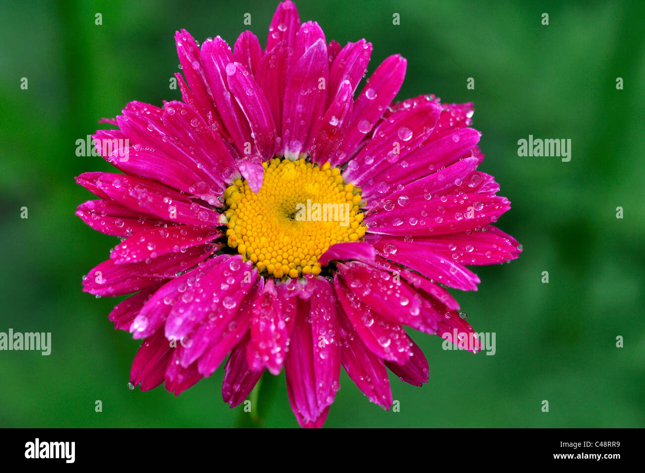 A single pink flower head of a pyrethrum flower UK Stock Photo - Alamy