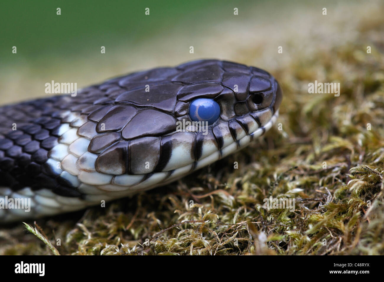 The head of a grass snake (Natrix natrix) on moss UK Stock Photo