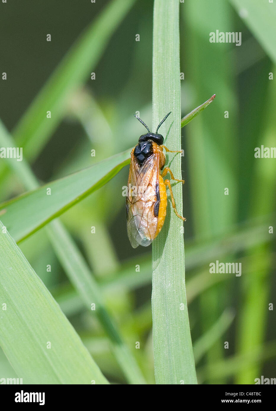 Small brightly coloured sawfly taken near to my wildlife pond. Possibly Selandria sp. but I cannot be 100% sure Stock Photo