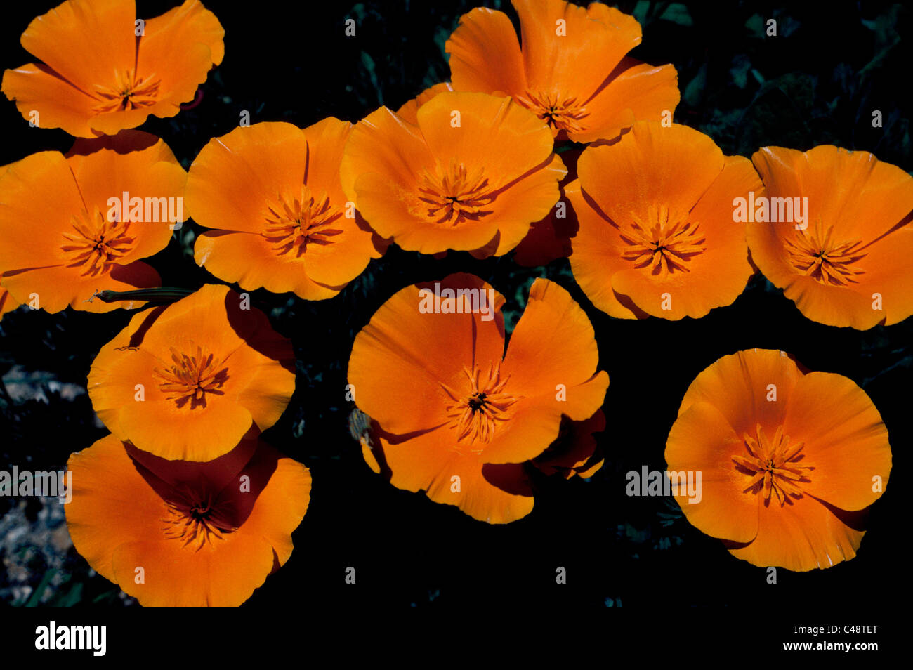 The brilliant California poppy, the official state flower of California