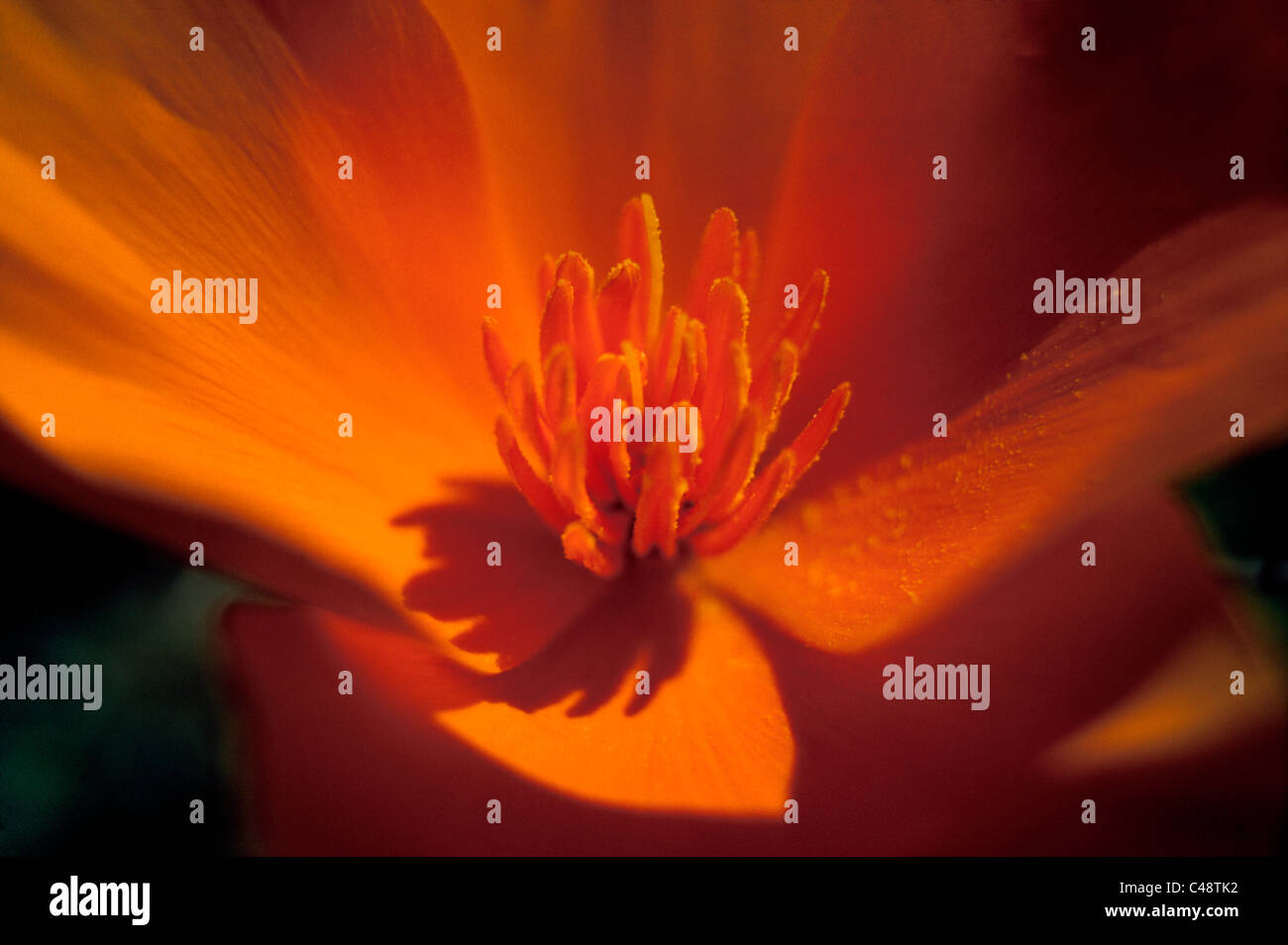 The stamen and pollen grains are seen inside the petals of a brilliant orange California poppy, the official state flower of California since 1903. Stock Photo