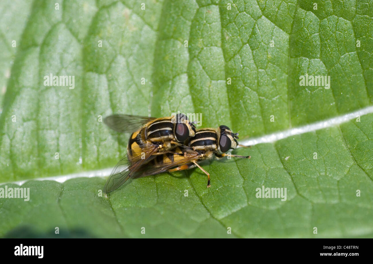 Hoverflies mating Stock Photo