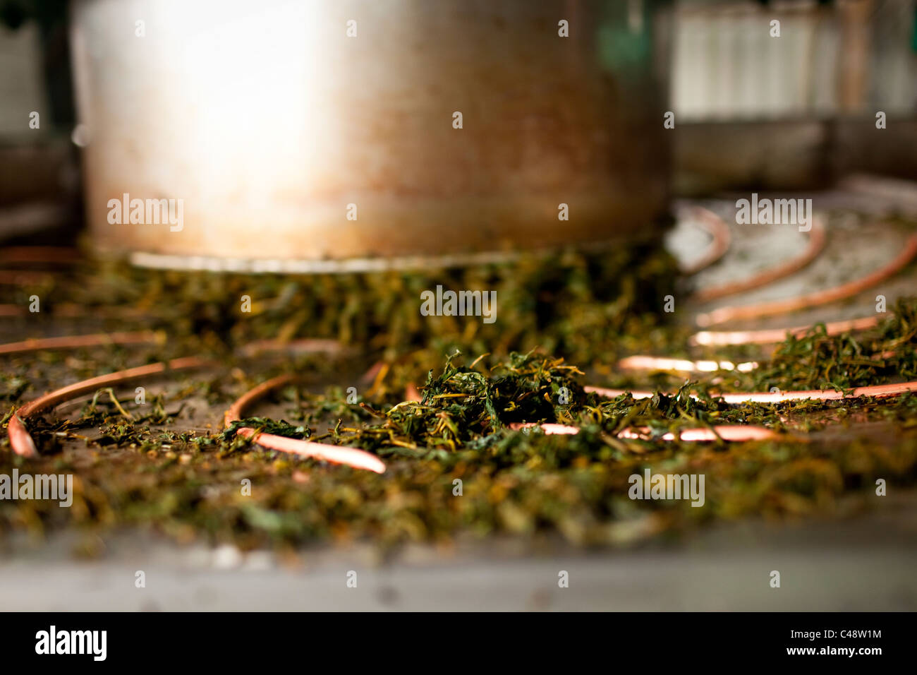 Tea leaves are pressed before drying, Central Taiwan, October 22, 2010. Stock Photo