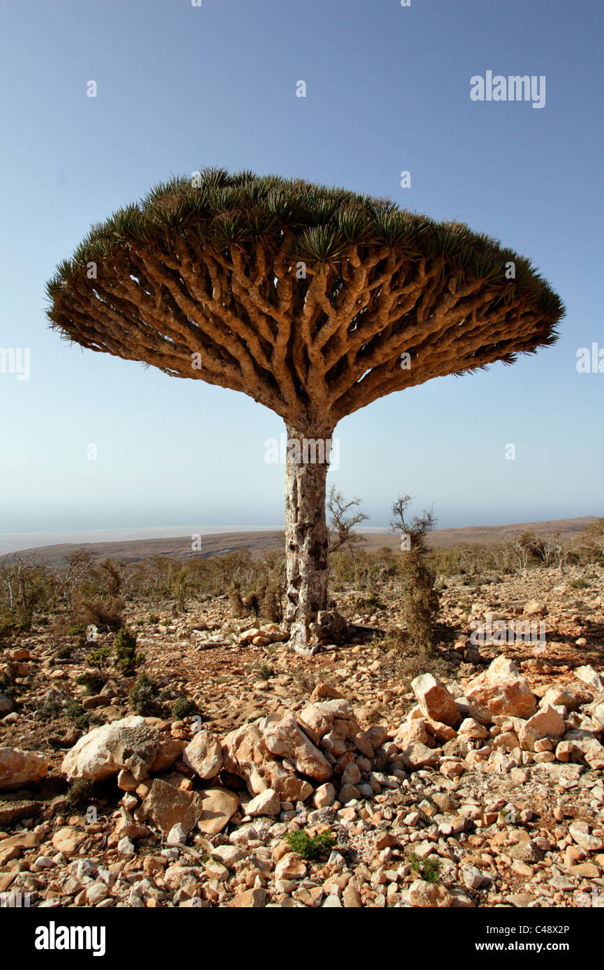 Dragon's Blood tree in Socotra Island, Yemen Stock Photo
