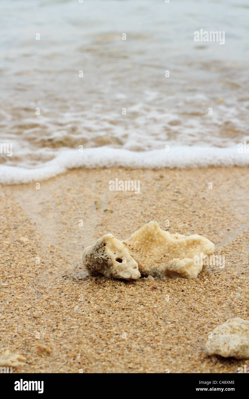 Coral on the beach hit by wave. Stock Photo