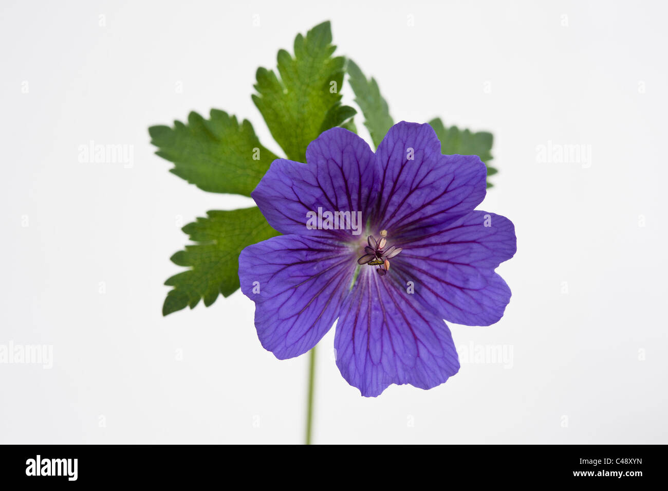 Geranium × magnificum Rosemoor Stock Photo