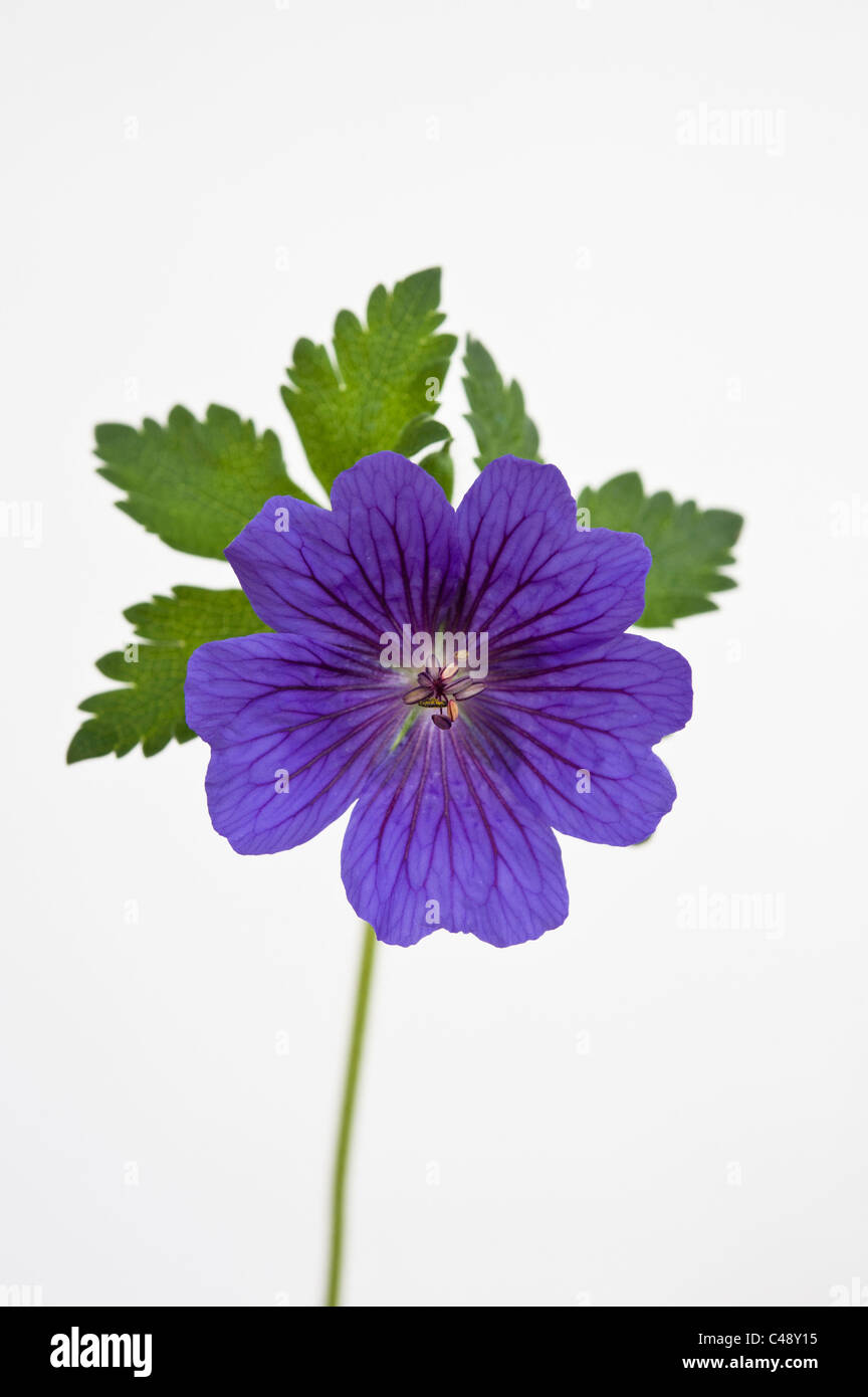 Geranium × magnificum 'Rosemoor' Stock Photo