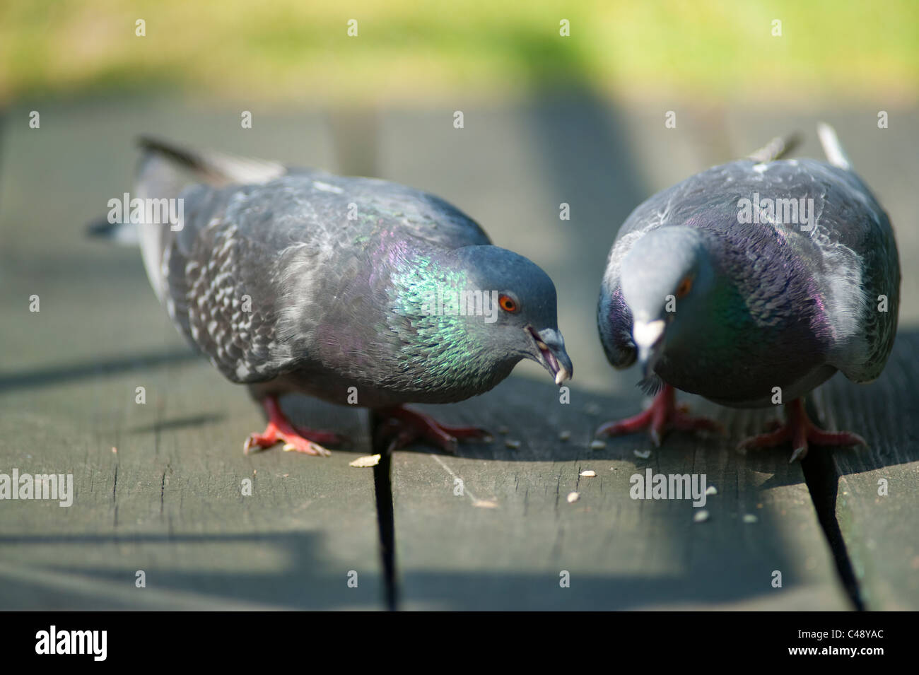 Feral pigeons feeding hires stock photography and images Alamy