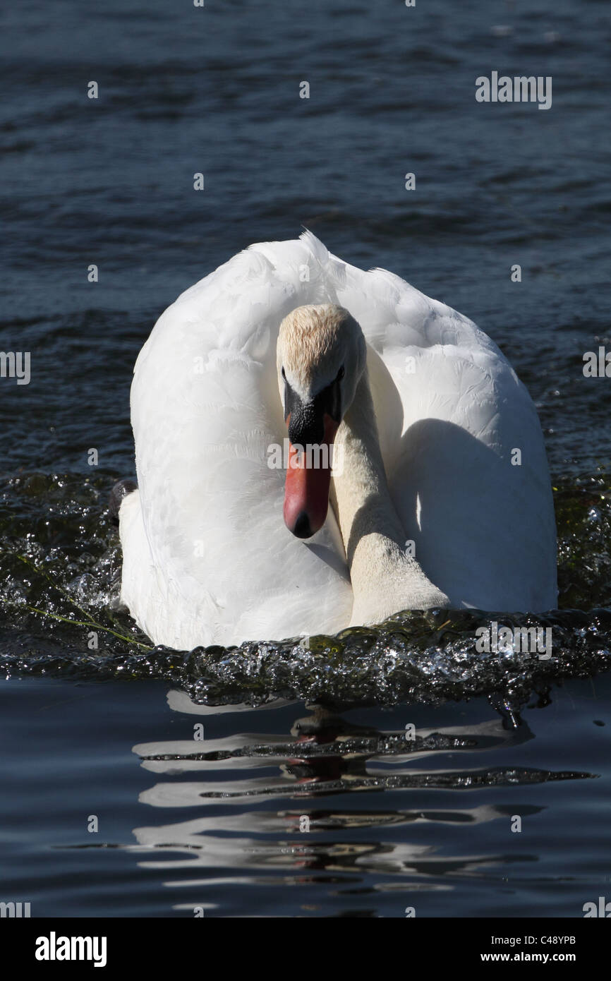 'Mute swan posturing' 'Protecting territory' Stock Photo