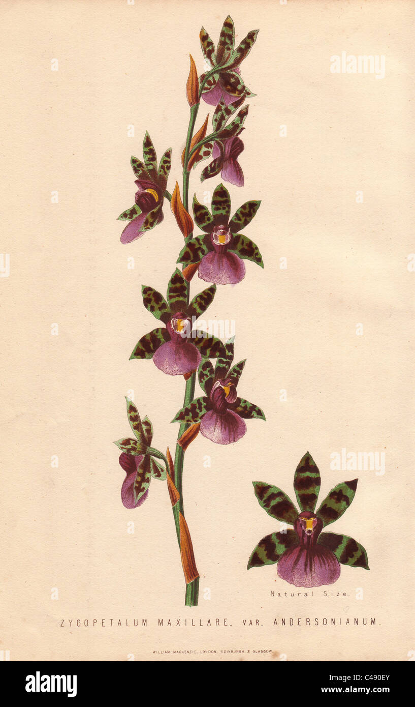 Chin-bone orchid, Zygopetalum maxillare var. andersonianum. Stock Photo