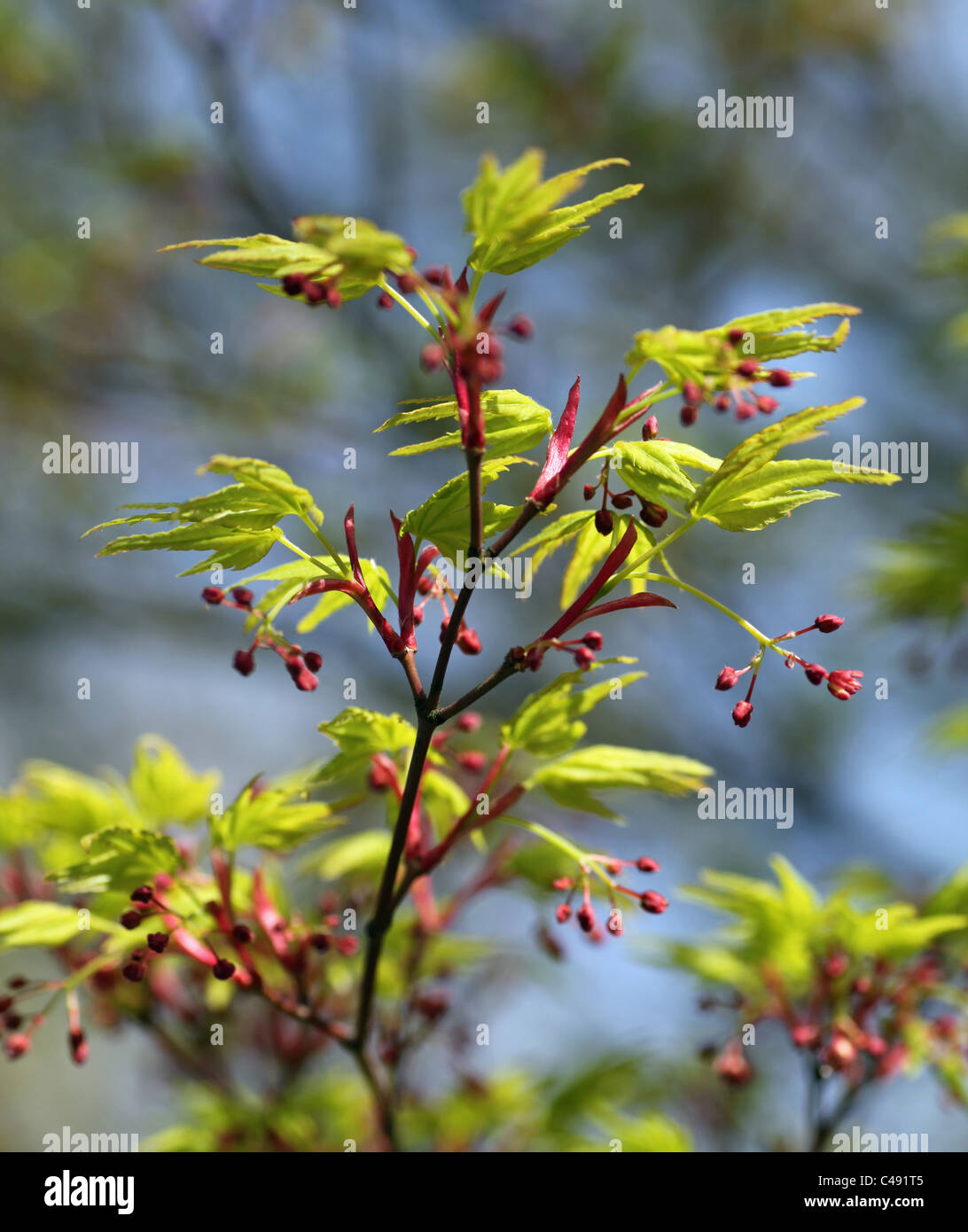 Green Maple or Acer leaves with red flowers Stock Photo Alamy