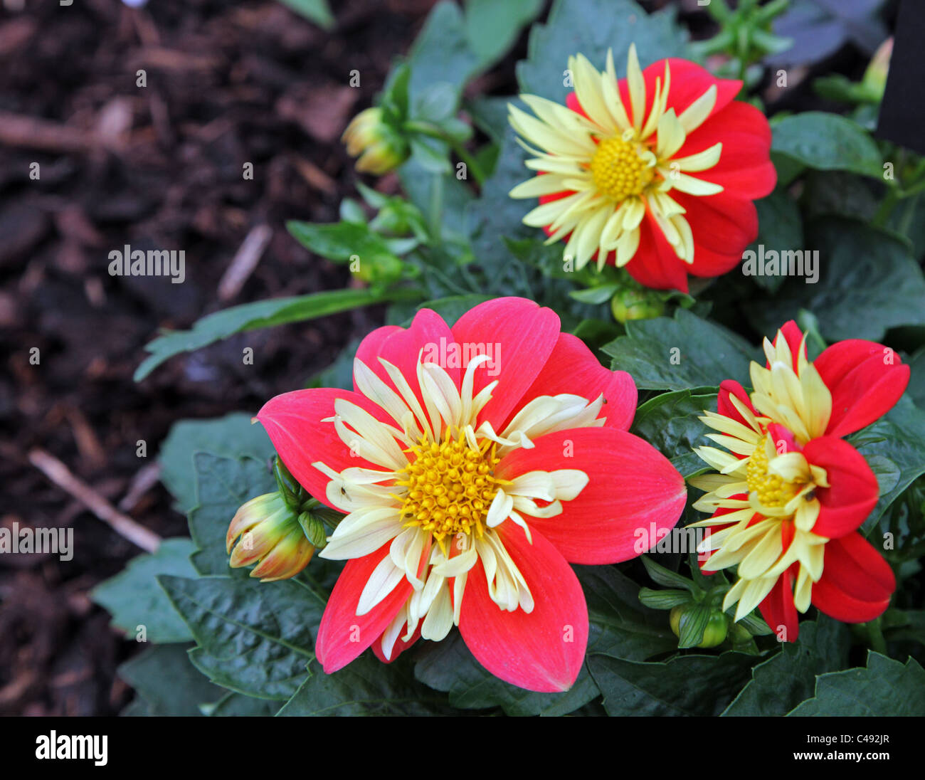 Dinner plate Dahlia Evening Sun Stock Photo