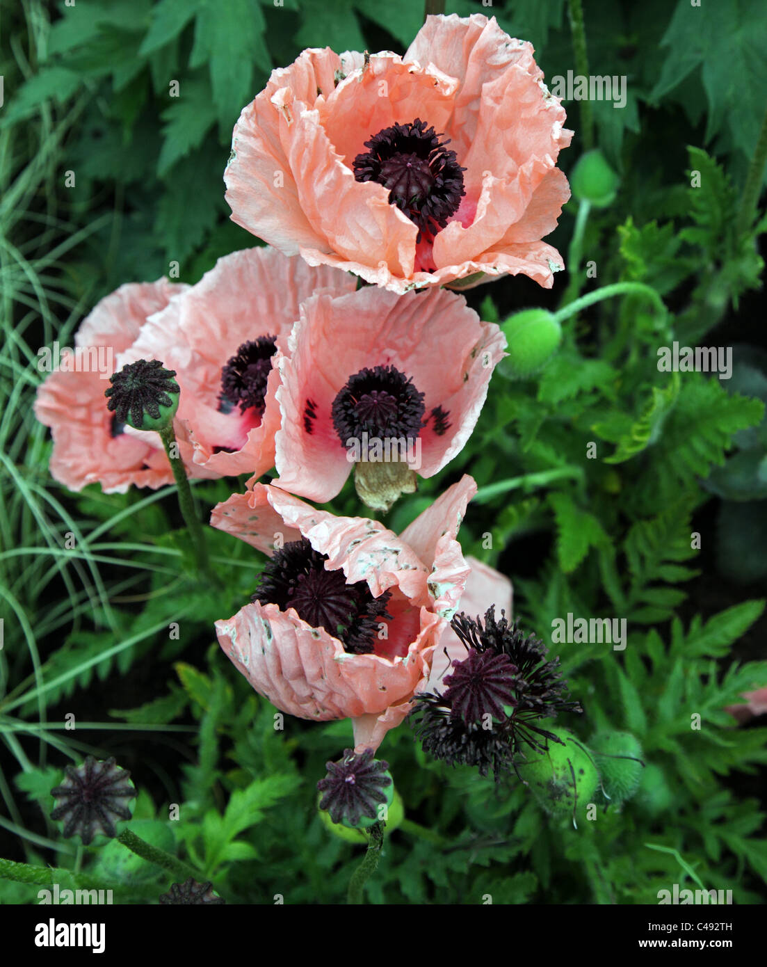 Oriental poppy, Papaver Helen Elizabeth, shown by Leamore Nursery at Bloom 2011 Stock Photo