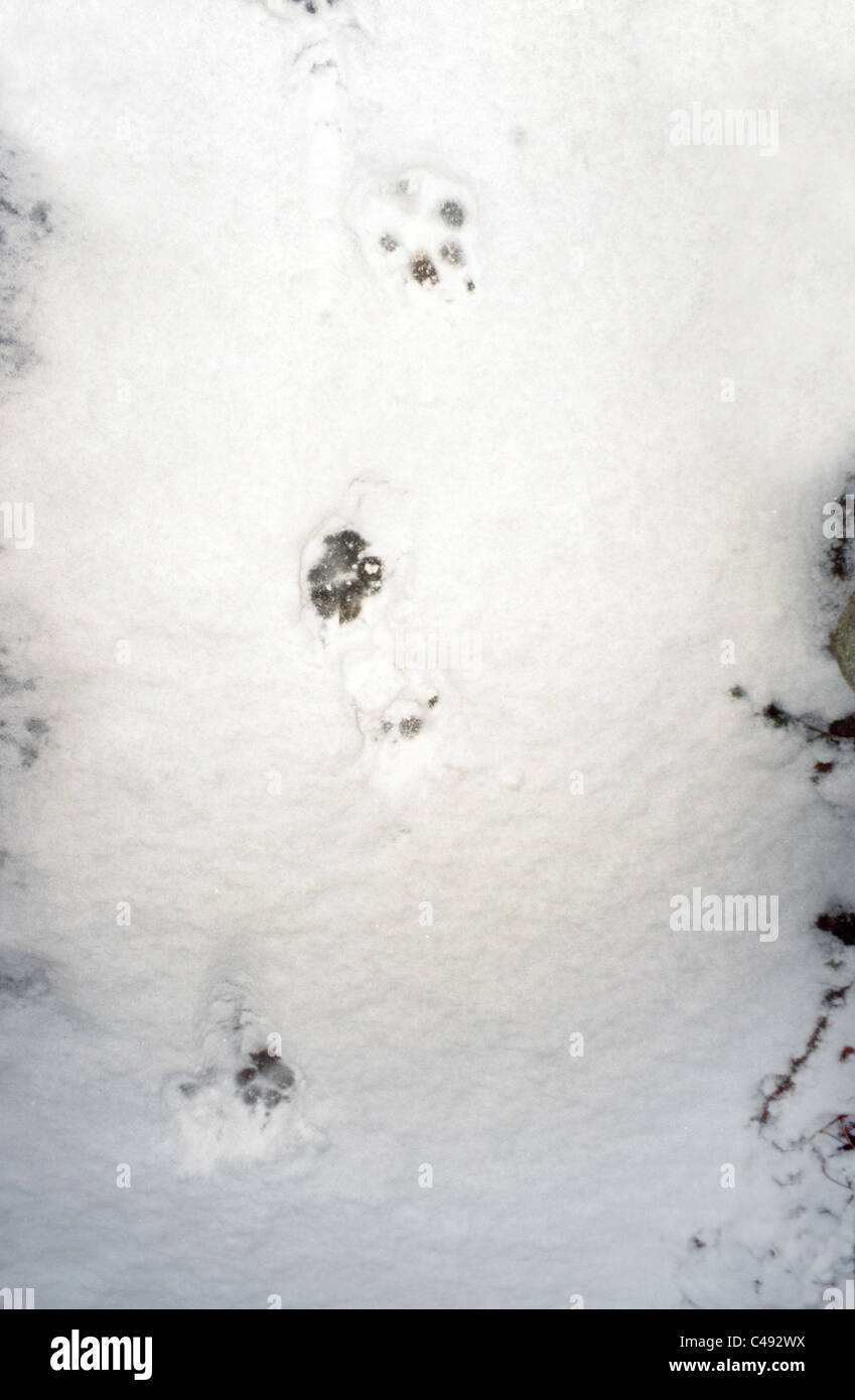 Paw Prints In The Snow Stock Photo Alamy