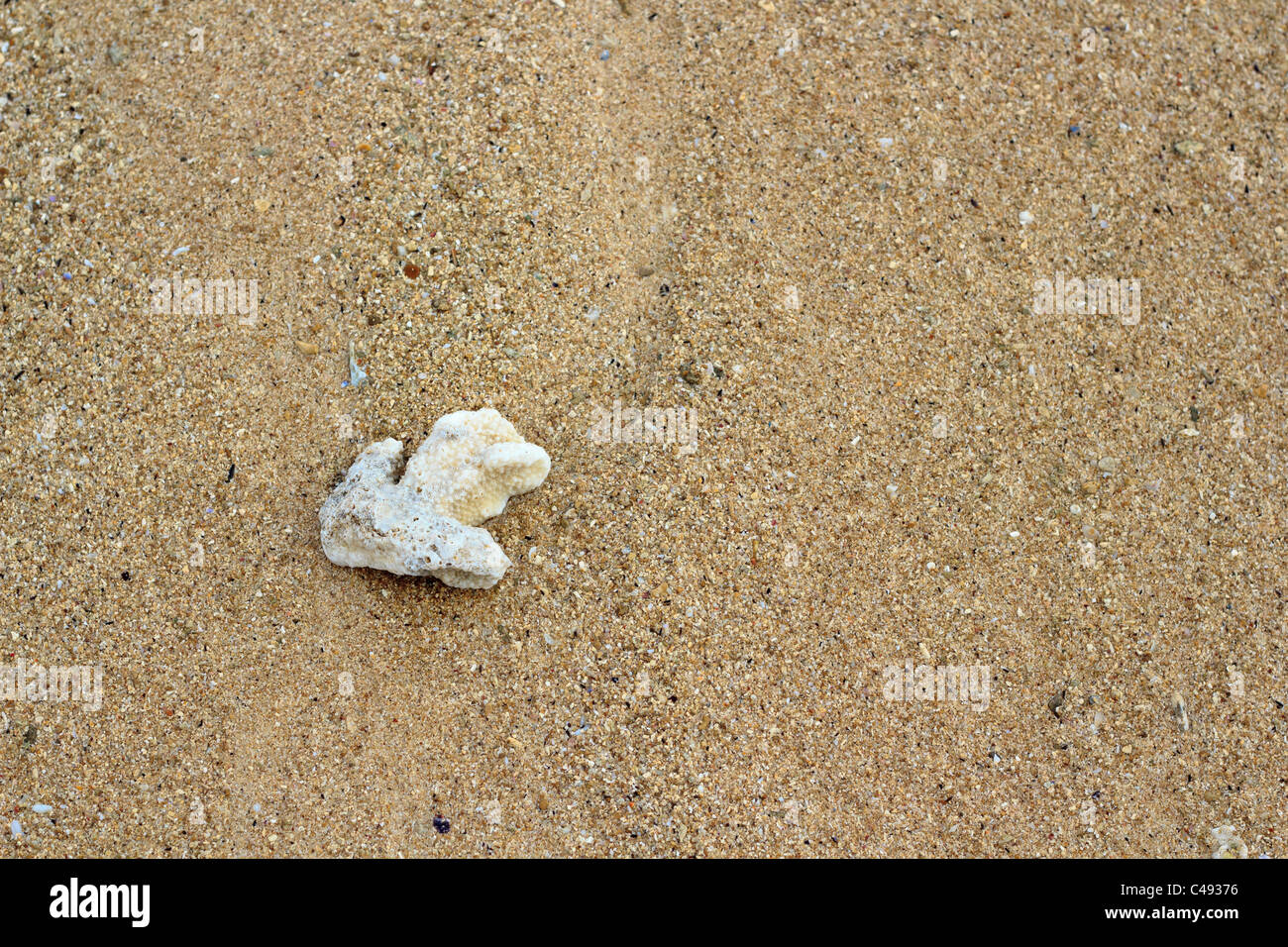 Single coral on sand. Stock Photo