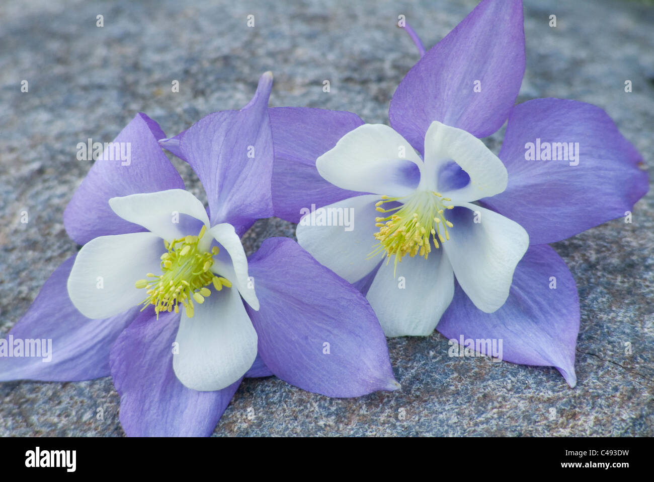 two columbine flowers or aquilegia flabellata in full bloom set on rock Stock Photo