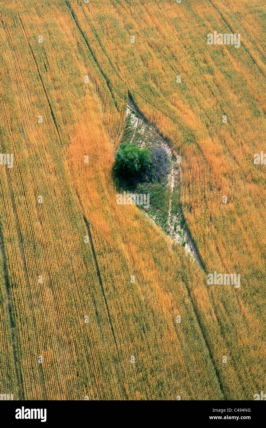 Aerial photograph of a tree in the middle of a field in the northern ...