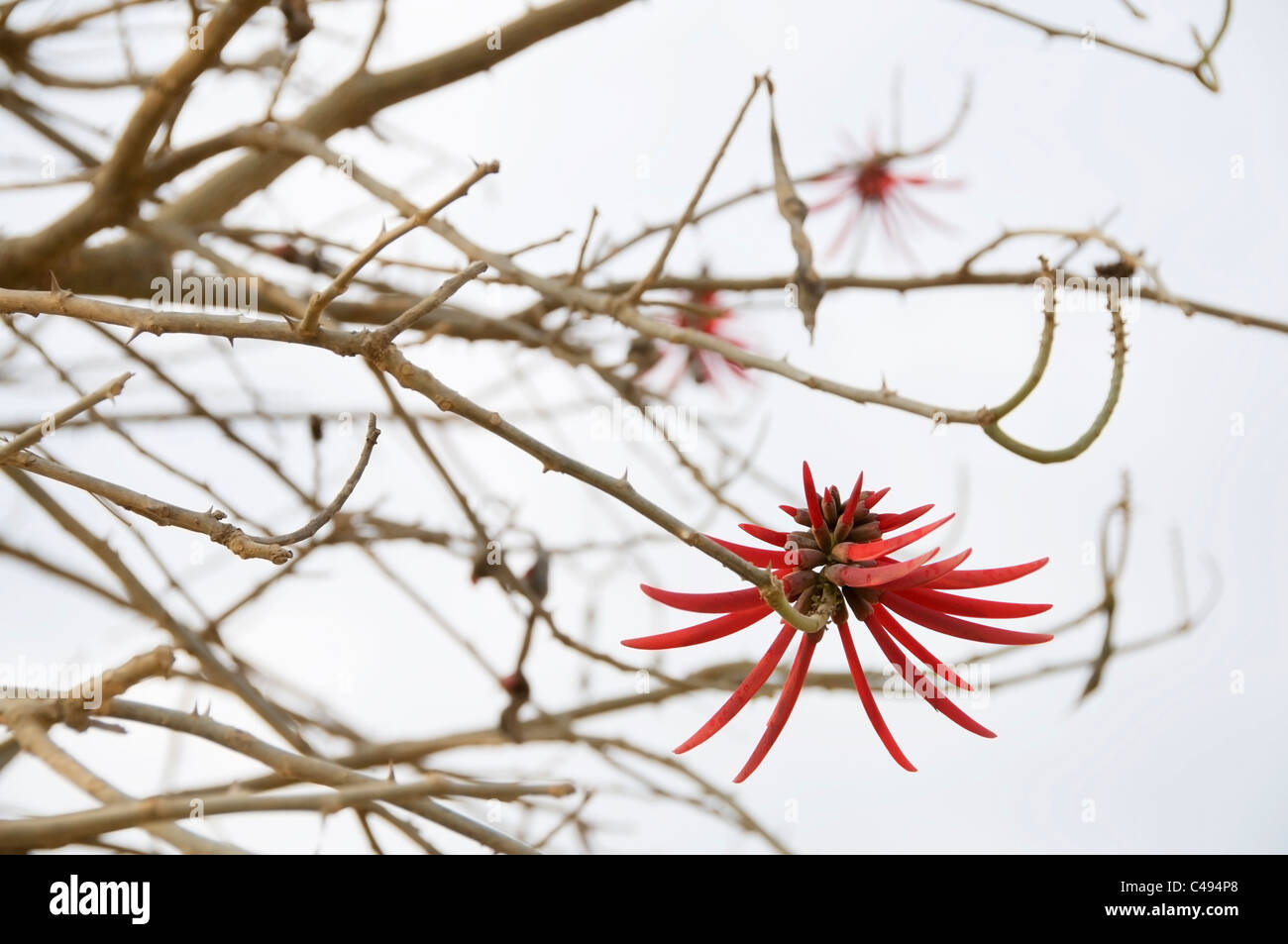 Beautiful red flower in bloom on a Erythrina 'Coral Tree'  branch, also known as a 'Flame Tree' in rural Jalisco, Mexico. Stock Photo