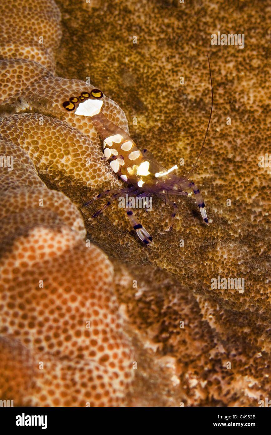 Underwater shrimp hi-res stock photography and images - Alamy