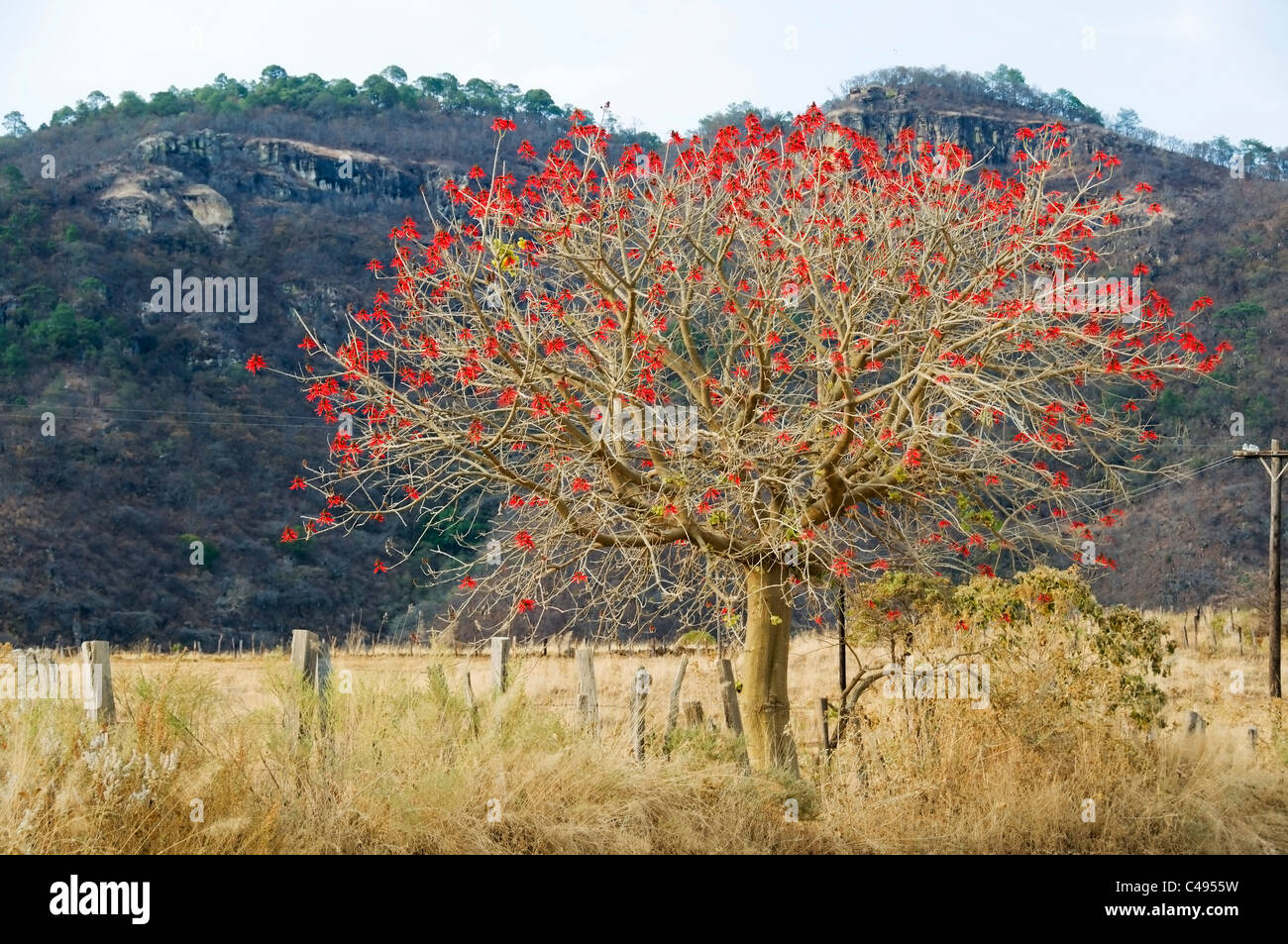 A beautiful Erythrina 'coral tree' in full bloom on the outskirts of Mascota, in the Mexican state of Jalisco. Stock Photo