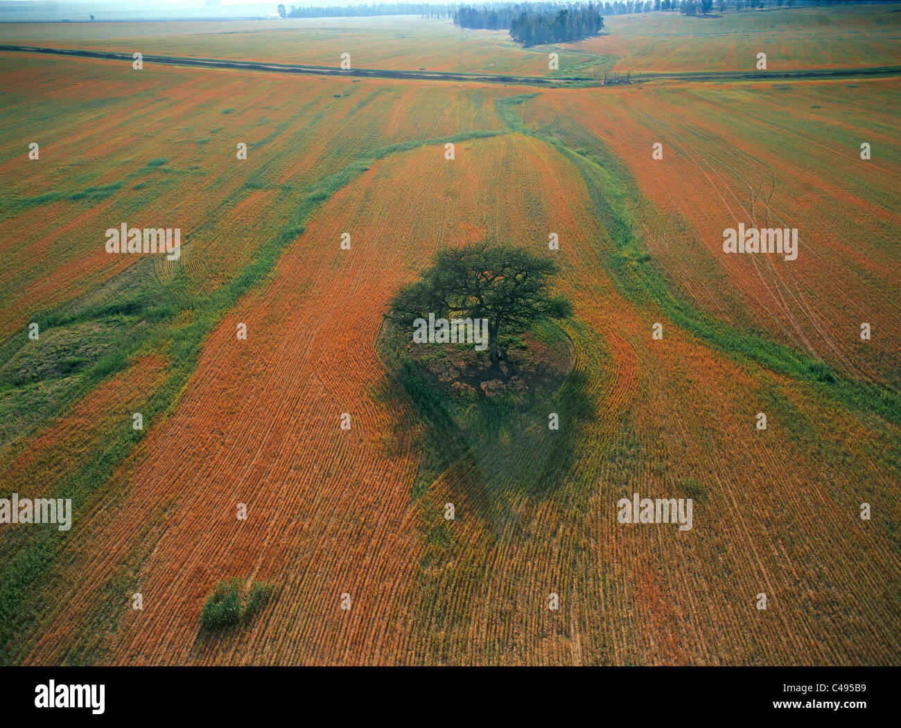 Aerial photograph of a single tree in a middle of a plowed field in the ...