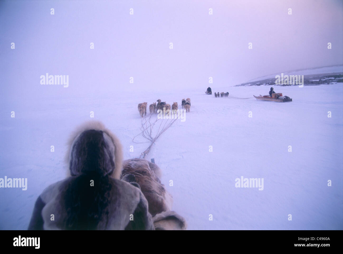 Photograph of a dog sled in snowy Canada Stock Photo - Alamy
