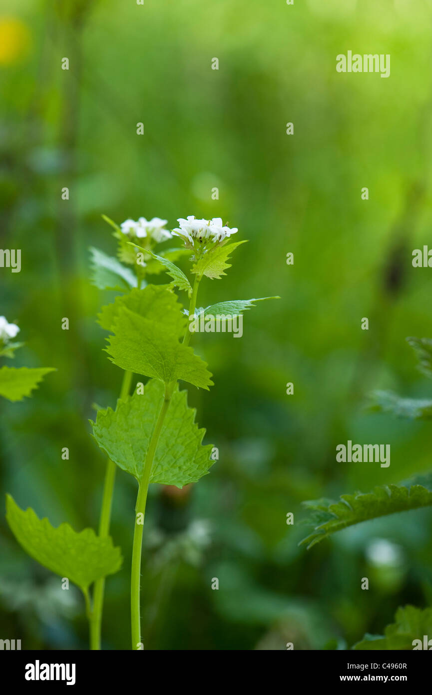 Garlic Mustard, Alliaria petiolata, in flower Stock Photo Alamy
