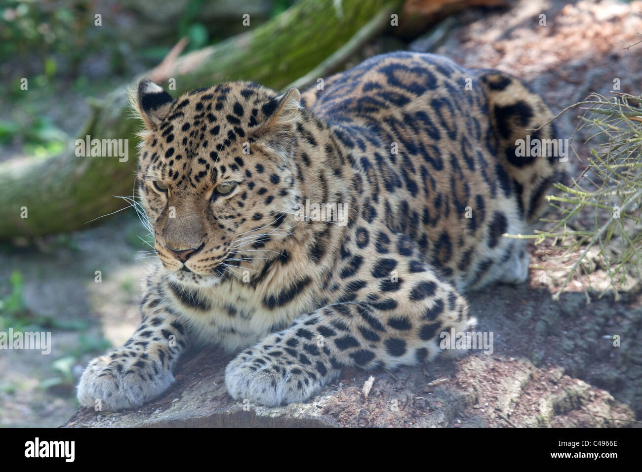 An Amur Leopard lying on a branch of a tree Stock Photo