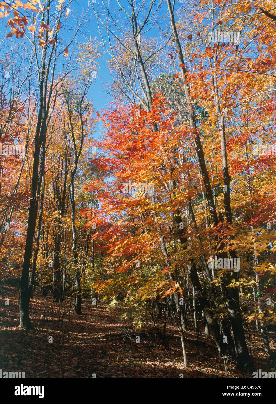 Photograph of a forest in Pennsylvania United States of America Stock