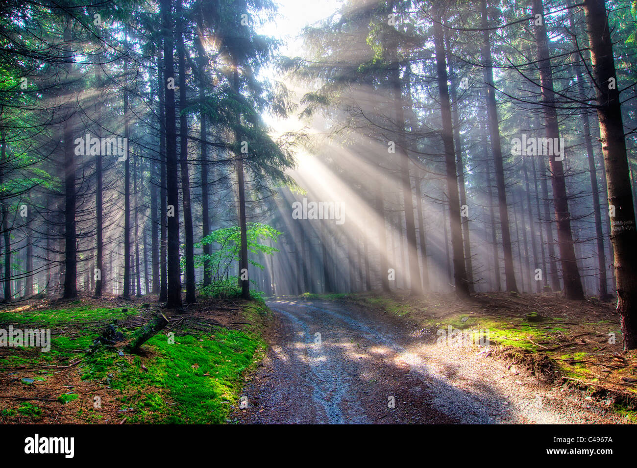 Gift of light - God beams - coniferous forest early in the morning Stock Photo