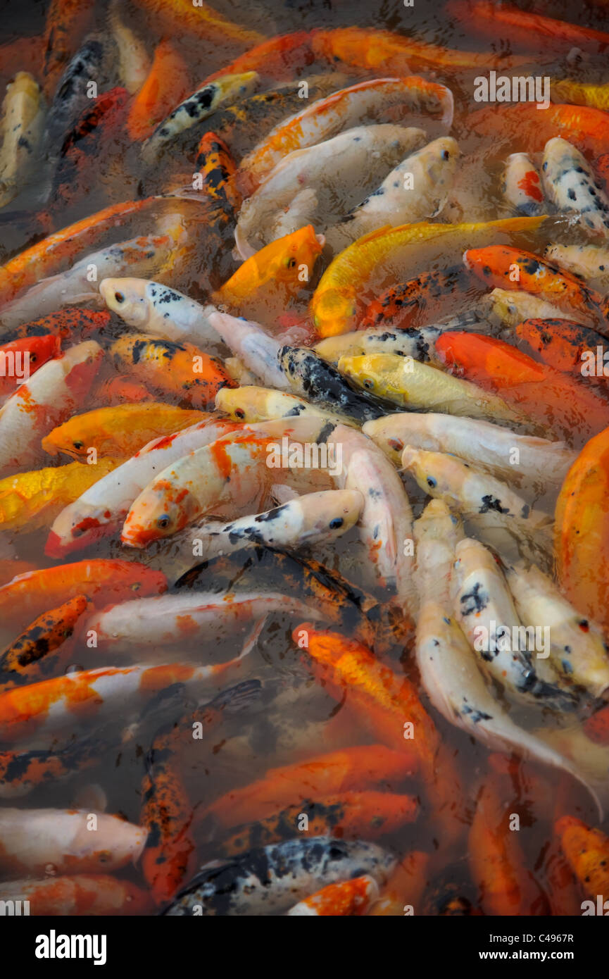 Lake full koi carp fish hi-res stock photography and images - Alamy