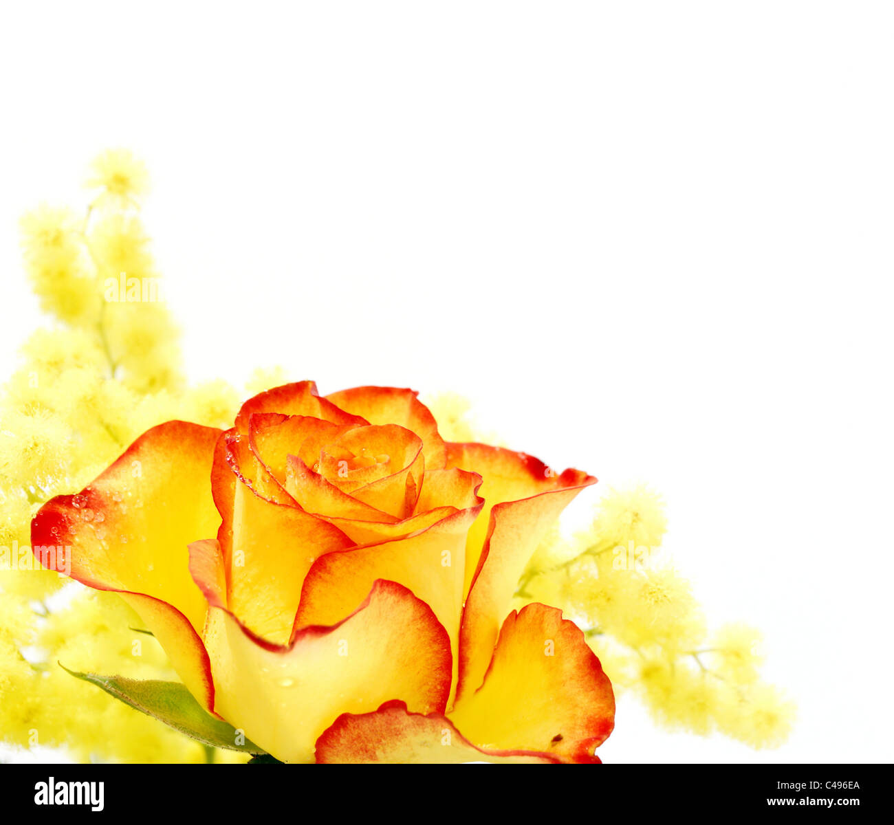 Yellow and red rose photographed on white background Stock Photo