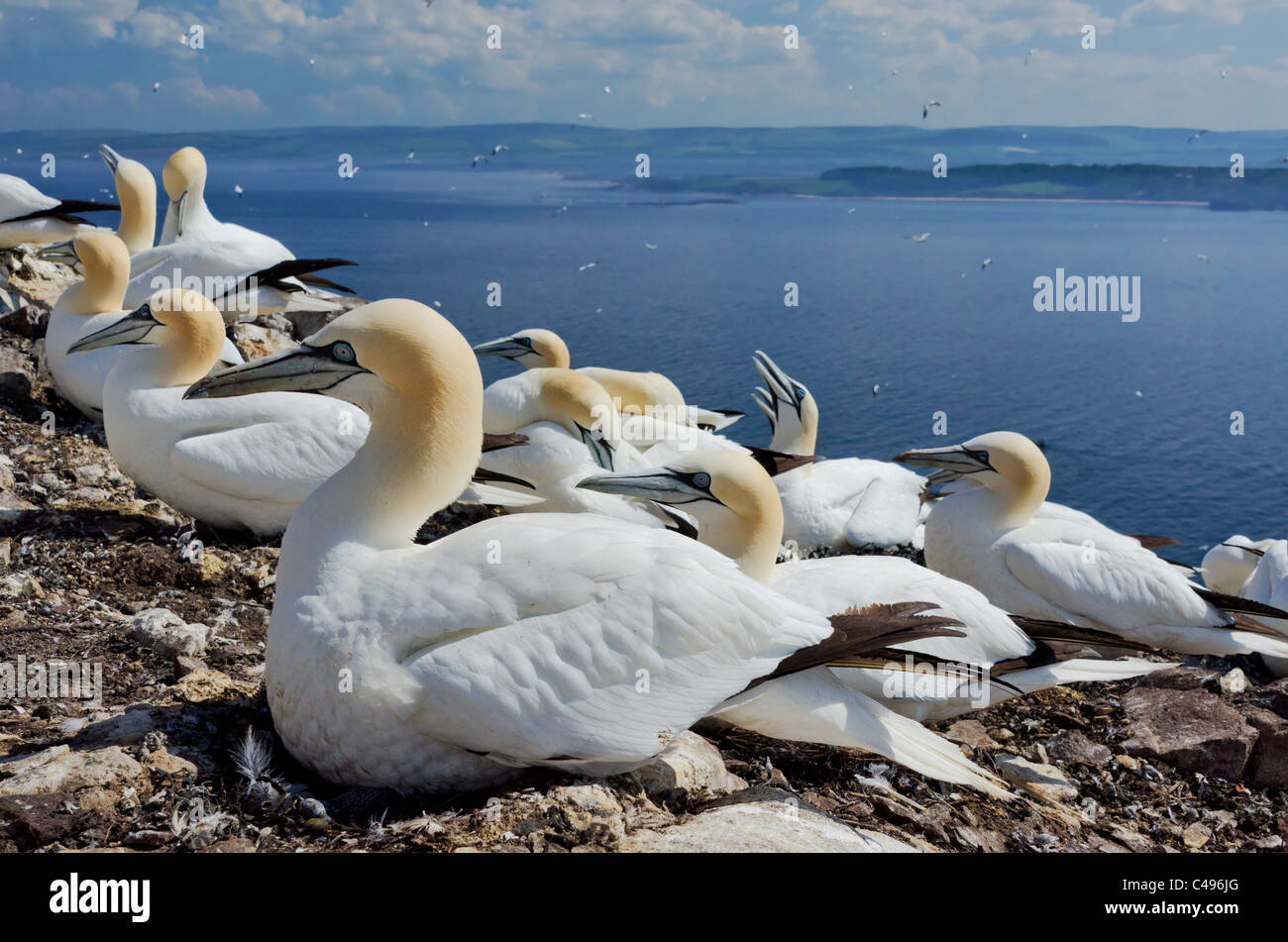 Nesting Gannets on Bass Rock with the East Lothian coast of Scotland in the background. Stock Photo
