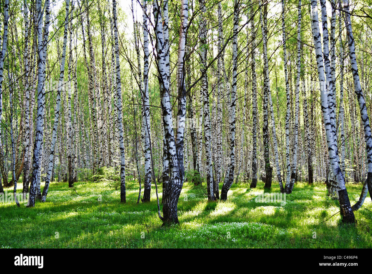 Birch forest on a bright sunny day Stock Photo - Alamy