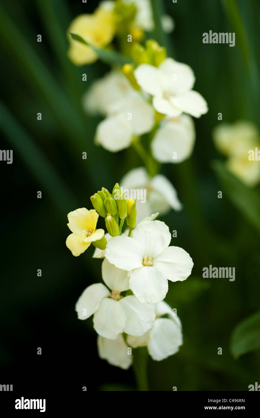 Ivory white and wallflower hires stock photography and images Alamy