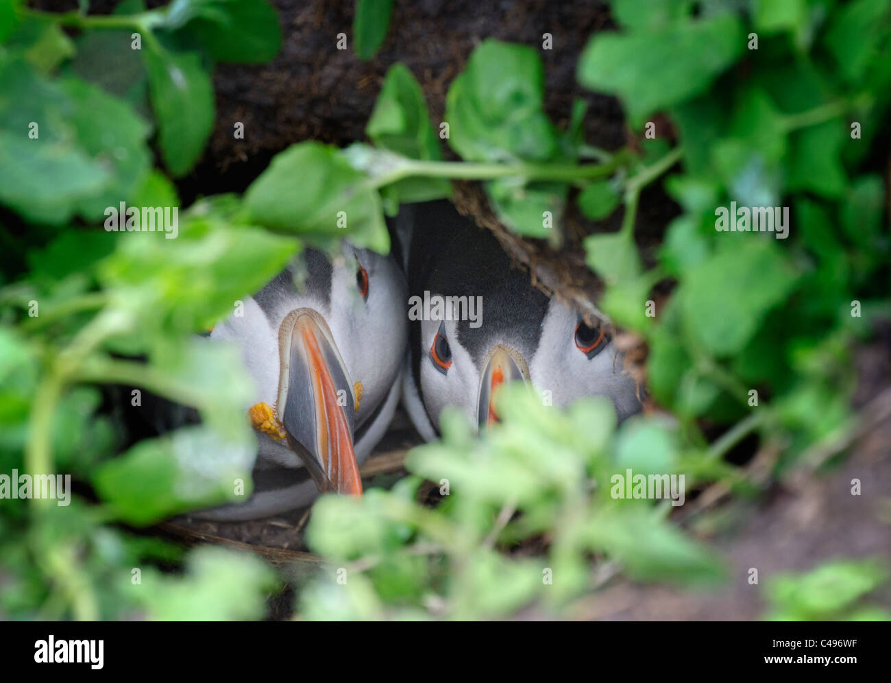 Puffins peering out of a burrow. Stock Photo