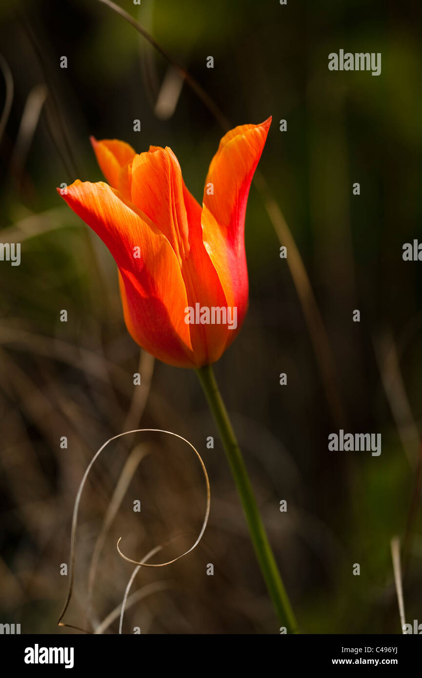 Tulipa ‘Ballerina’, LilyFlowered Tulip, in flower Stock Photo Alamy
