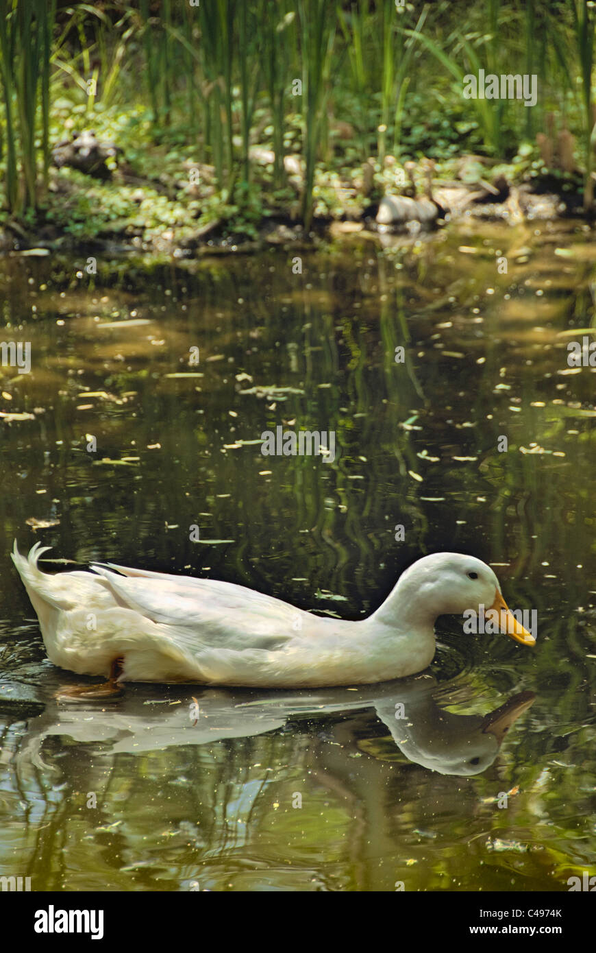 white duck swimming in pond, Green Valley, Arizona USA Stock Photo