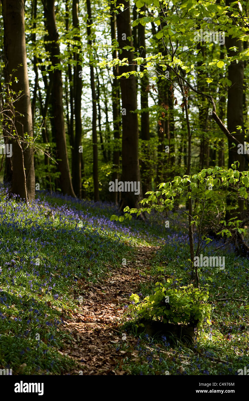 Bluebell woods in Spring, The Cotswolds, England, United Kingdom Stock ...
