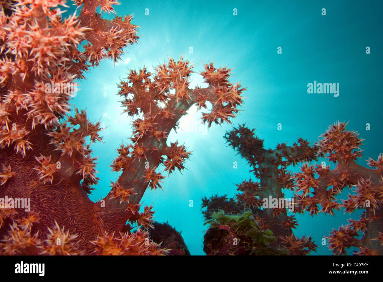 Red soft coral Stock Photo