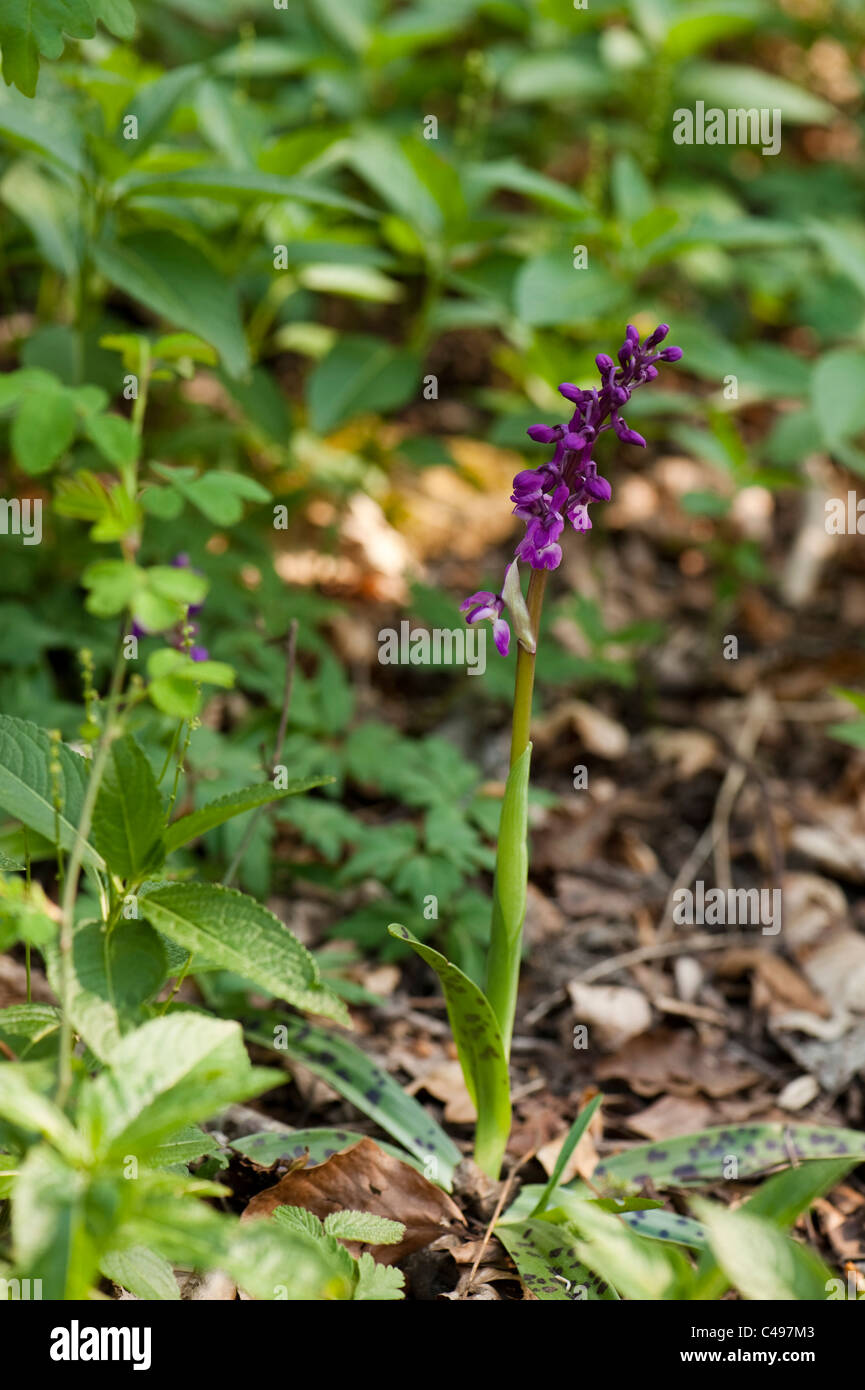 Early purple orchid, Orchis mascula Stock Photo
