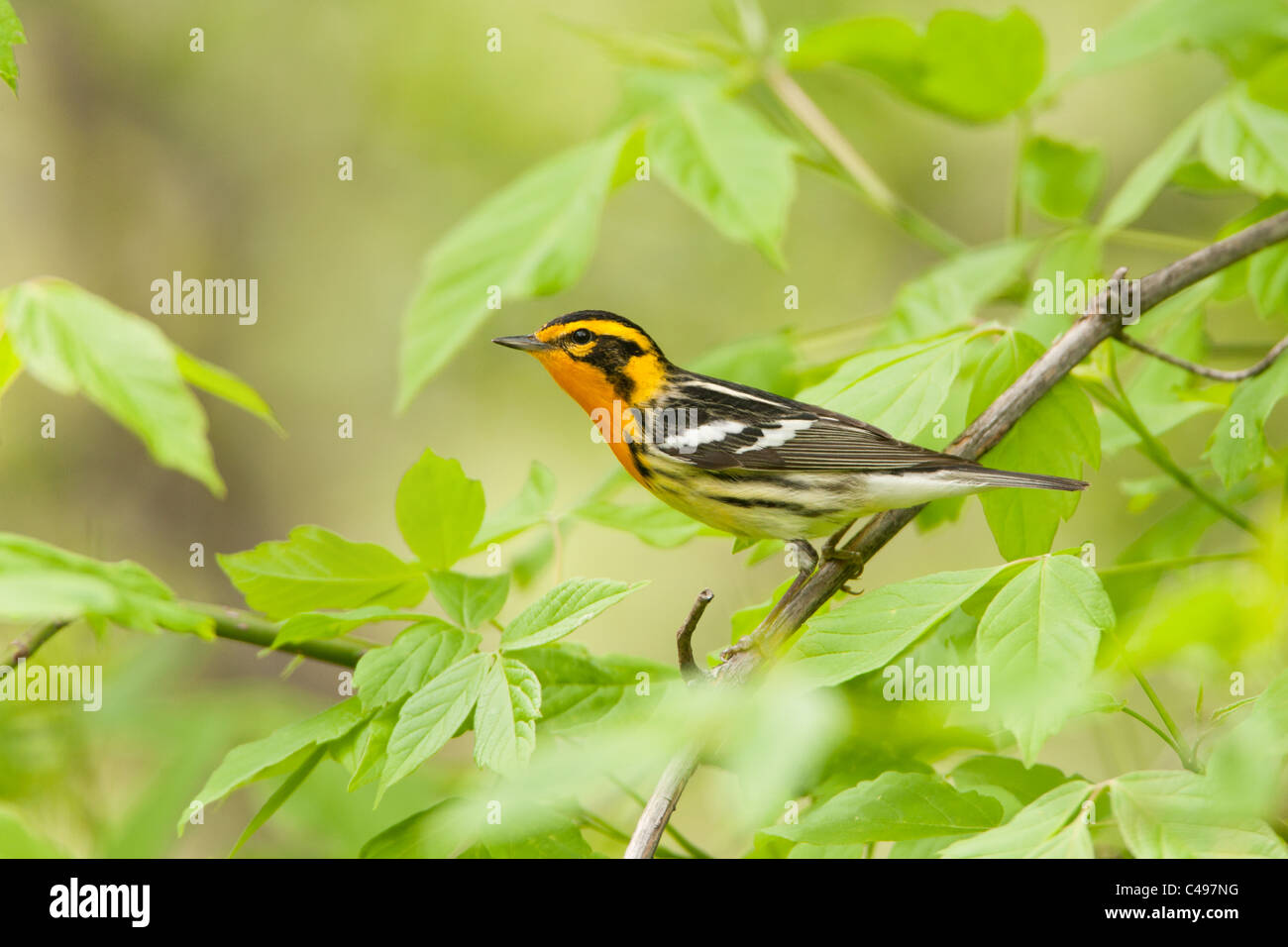 Blackburnian Warbler  Stock Photo