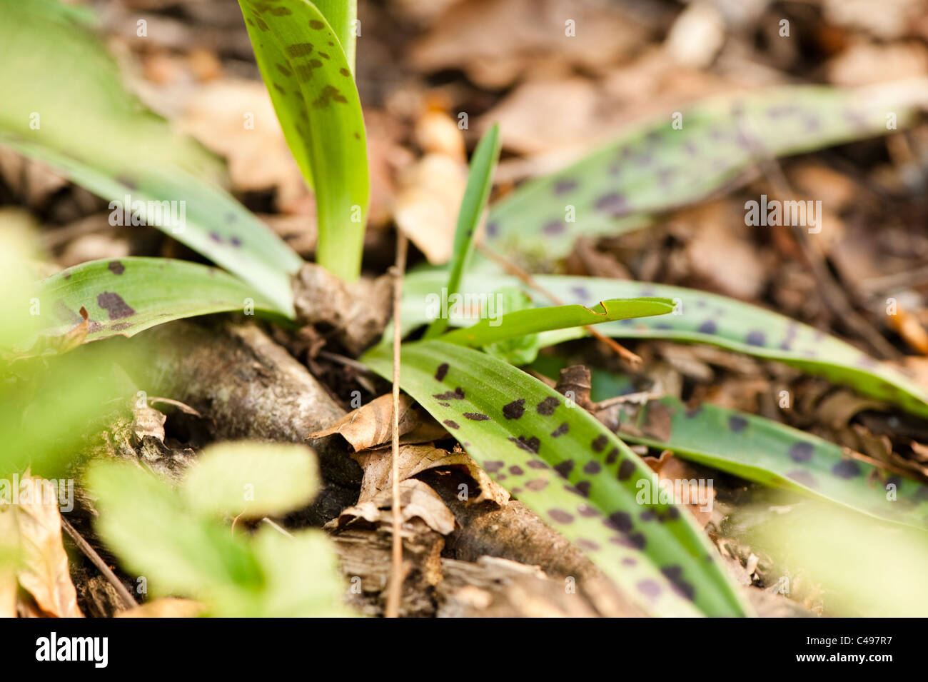 Leaves of an Early purple orchid, Orchis mascula Stock Photo