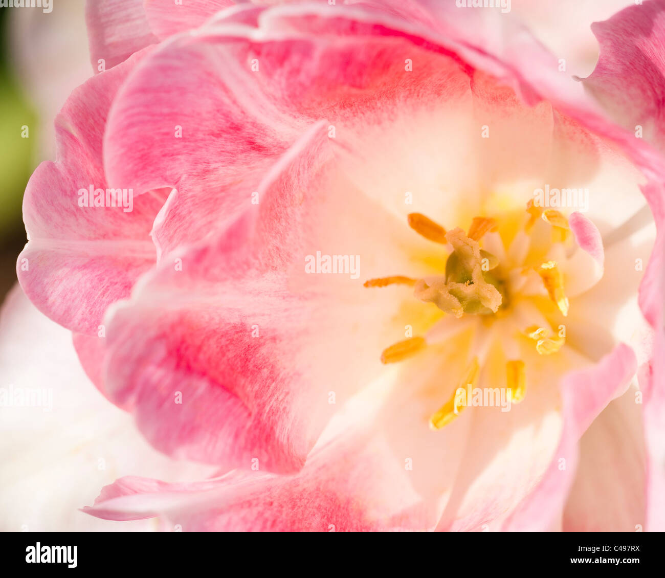 Tulipa ‘Angelique’, Double Late Tulip, in bloom Stock Photo
