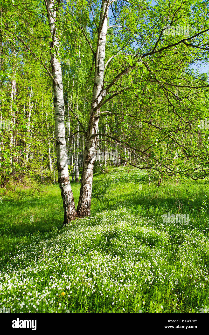 Birch forest on a bright sunny day Stock Photo - Alamy