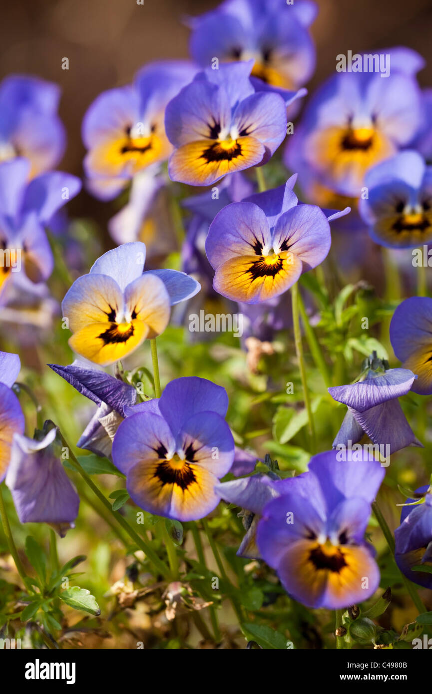 Viola Penny ‘Marlies’, in flower Stock Photo Alamy
