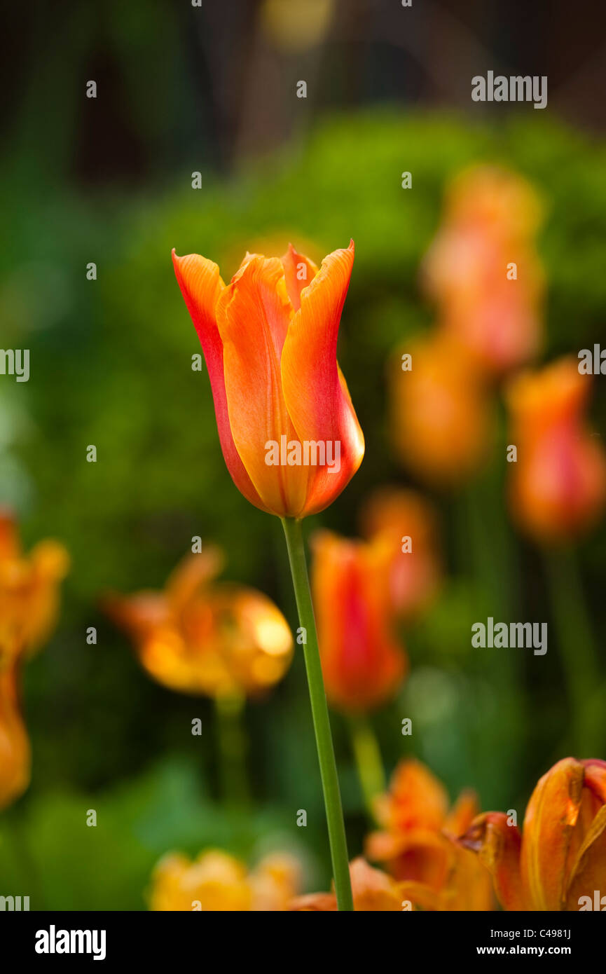 Tulipa ‘Ballerina’, LilyFlowered Tulip, in flower Stock Photo Alamy