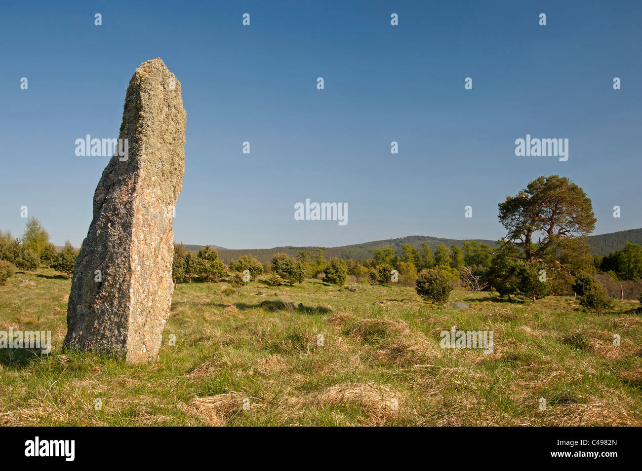 The centre Standing Stone one of three of the Tom Nan Carragh group near Grantown on Spey, Moray. Scotland.  SCO 7114 Stock Photo