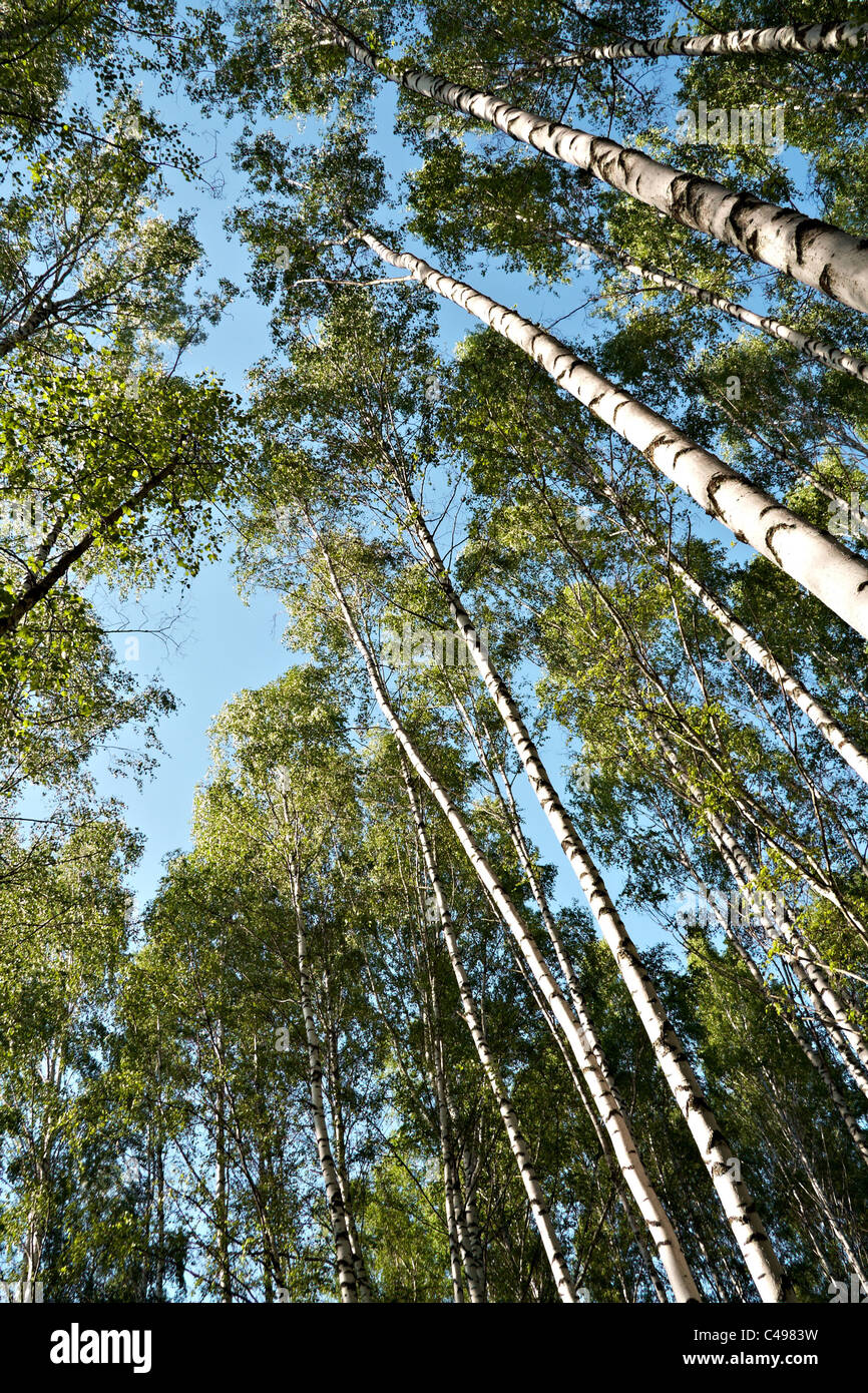 Vertical perspective dense forest hi-res stock photography and images ...